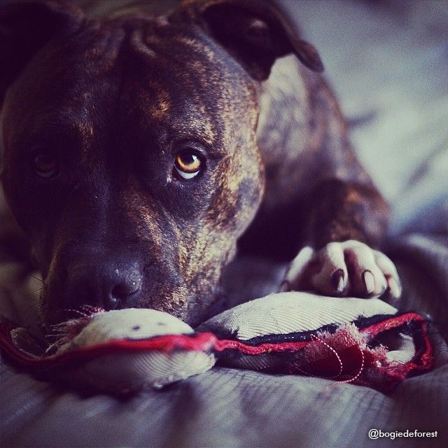 Six expressive dogs with toys We live in a flat